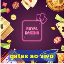 gatas ao vivo