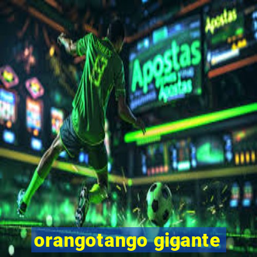 orangotango gigante